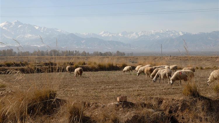 Το μεγάλο ψηφιακό ξεκαθάρισμα της κτηνοτροφίας και τι αλλάζει με το OpenBusiness ως το τέλος του 2025