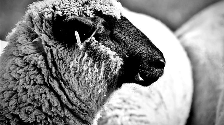 Τέλος στην «τεχνική λύση»: Νέο πλαίσιο πλήρως εναρμονισμένο με την ΚΑΠ