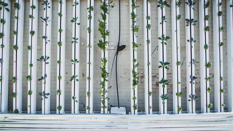 Πάει για "λουκέτο" η μεγαλύτερη κάθετη φάρμα των ΗΠΑ