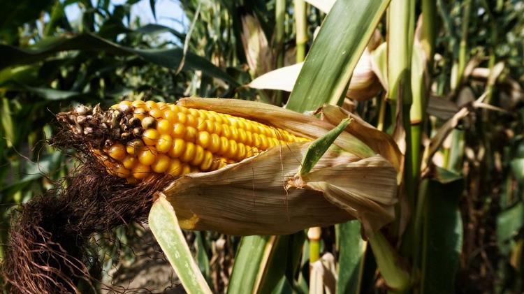 Το καλαμπόκι έκανε παύση στις εξαγωγές  και η χρονιά όμως συνεχίζεται