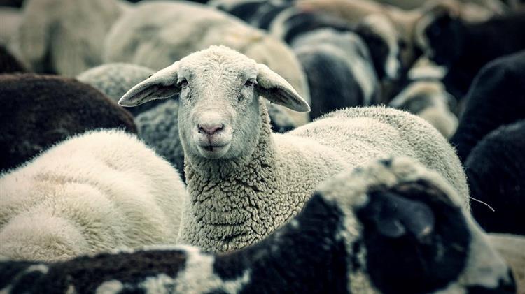 Τεχνική μελέτη πριν τα σχέδια βελτίωσης: Τι προετοιμάζει το ΥπΑΑΤ για την κτηνοτροφία