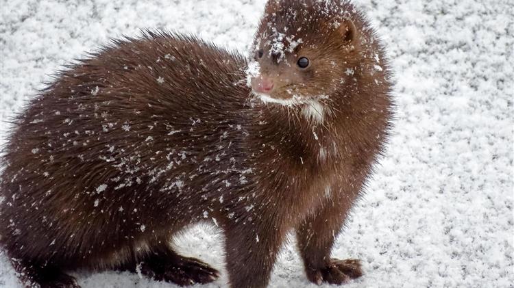 "Τέλος" η εκτροφή γουνοφόρων ζώων από την Πολωνία