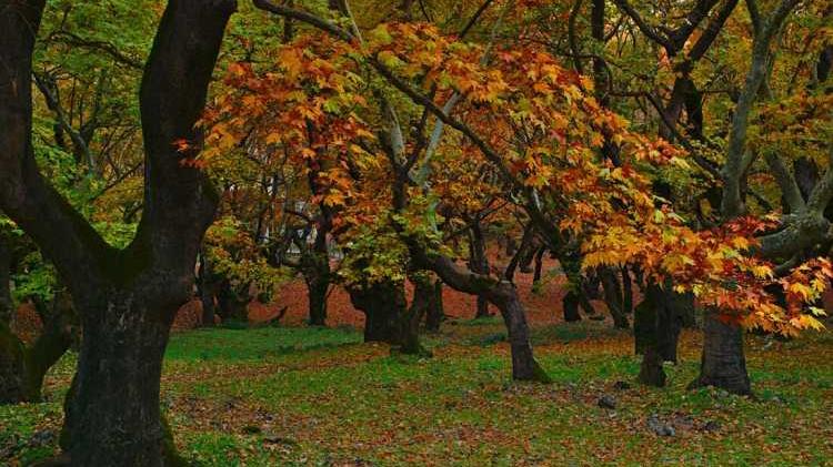 Ένταξη έργου απομάκρυνσης προσβεβλημένων πλατάνων από τον Βοιωτικό Κηφισό
