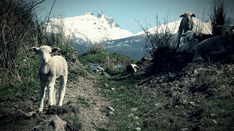 Τι πραγματικά αποκαλύπτει η αθόρυβη υποχώρηση της ευρωπαϊκής κτηνοτροφίας