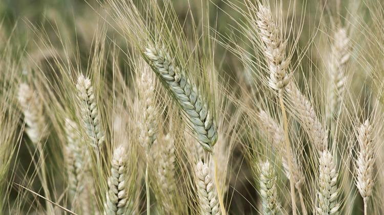 COCERAL: Μείωση της παραγωγής σιτηρών στην ΕΕ το 2026