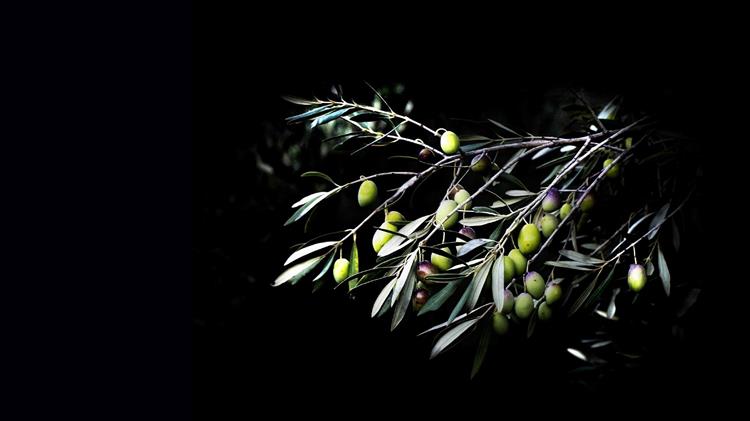 Τι συμβαίνει με το ελαιόλαδο; Ιστορική πτώση τιμών την ώρα που οι εξαγωγές σπάνε ρεκόρ