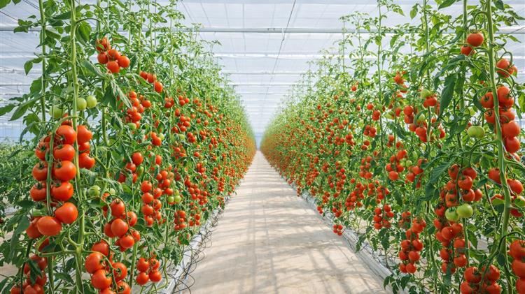 ΘΕΡΜΟΜΕΤΑΛ:  Πώς μια ελληνική βιομηχανία αγροτικών κατασκευών μεγάλωσε μαζί με την παραγωγή