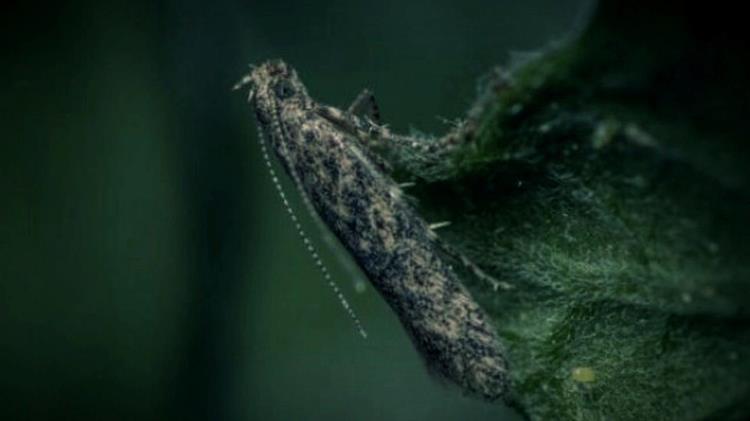 Tuta absoluta: Πώς ο βιολογικός έλεγχος εντάσσεται στη θεσμική διαχείριση μιας διασυνοριακής φυτοϋγειονομικής απειλής