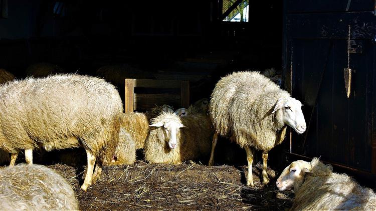 Όταν το ελληνικό γάλα περνά από το αφήγημα στο μικροσκόπιο των δεδομένων