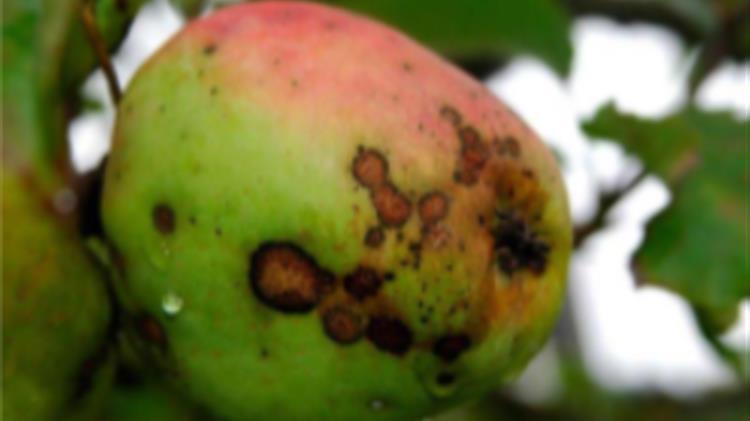 Curatio® το μόνο εγκεκριμένο και αξιόπιστο θειασβέστιο