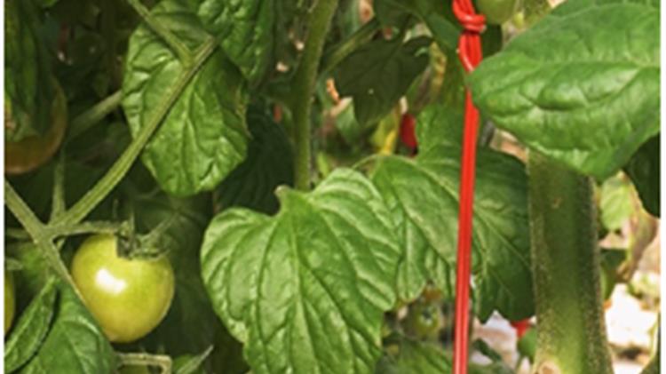 Η σημασία της παρεμπόδισης σύζευξης απέναντι στην Tuta absoluta και ο ρόλος της τεχνολογίας Isonet® T