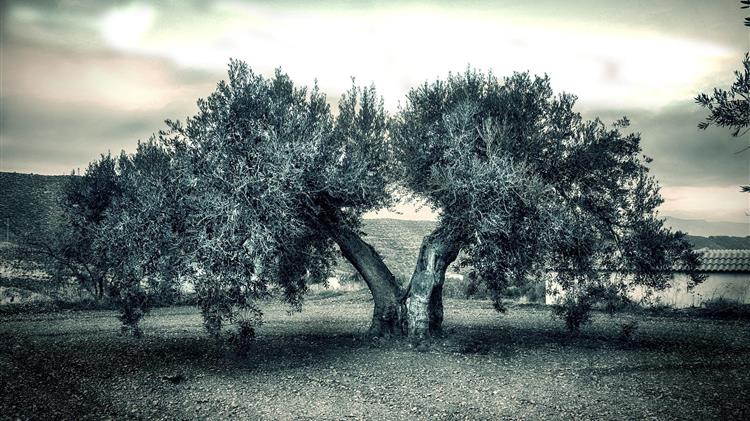 Τι αποκαλύπτει η Κομισιόν για τη στήριξη των ελαιοπαραγωγών