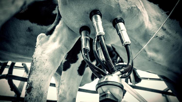 Πώς ρυθμίζεται το γάλα στην Ευρώπη και πού δοκιμάζεται η εφαρμογή των κανόνων στην αγορά