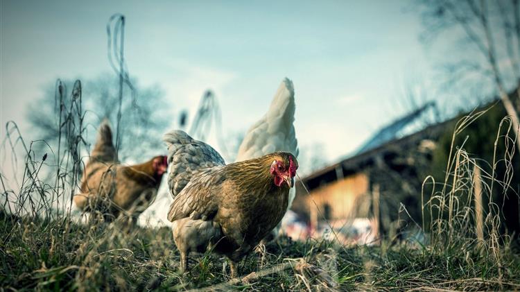 Πίεση στην Κομισιόν για αλλαγές στα πρότυπα εμπορίας πουλερικών