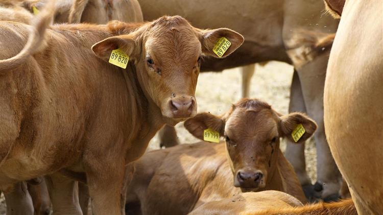 Βραζιλία: Γεννήθηκαν τα πρώτα γενετικά τροποποιημένα μοσχάρια της χώρας