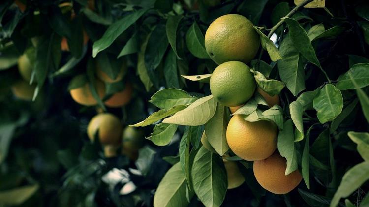 Ποιες είναι οι τιμές των πορτοκαλιών στις πρώτες ημέρες του 2026