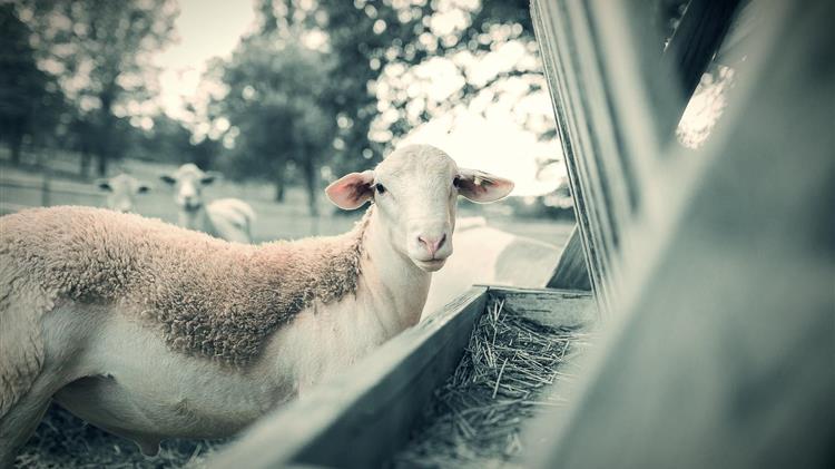 ΥΠΑΑΤ: Η νέα αρχιτεκτονική αντιμετώπισης των ζωονόσων