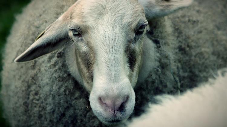 Το γάλα στην εποχή των άτυπων προϋποθέσεων – ποιο γάλα χρηματοδοτείται τελικά;