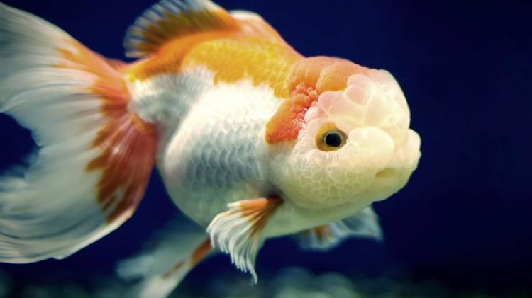 Πώς ένα χρυσόψαρο κάνει ερωτική εξομολόγηση