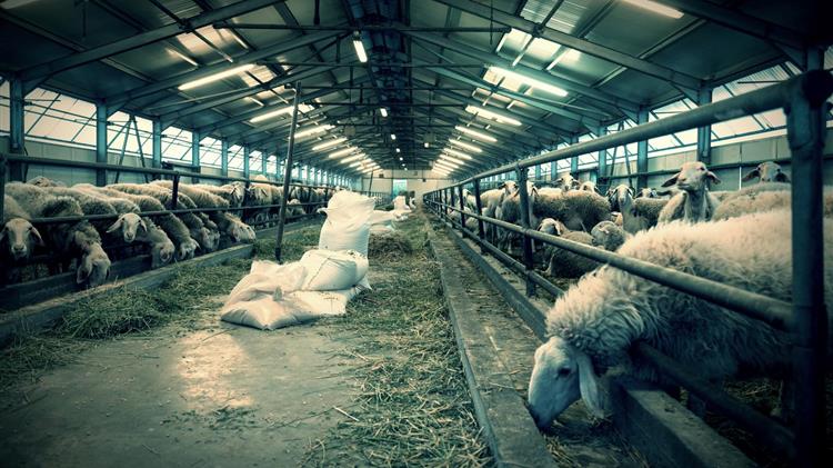 Παγώνουν τα χρέη των πληγέντων κτηνοτρόφων έως το τέλος του 2026