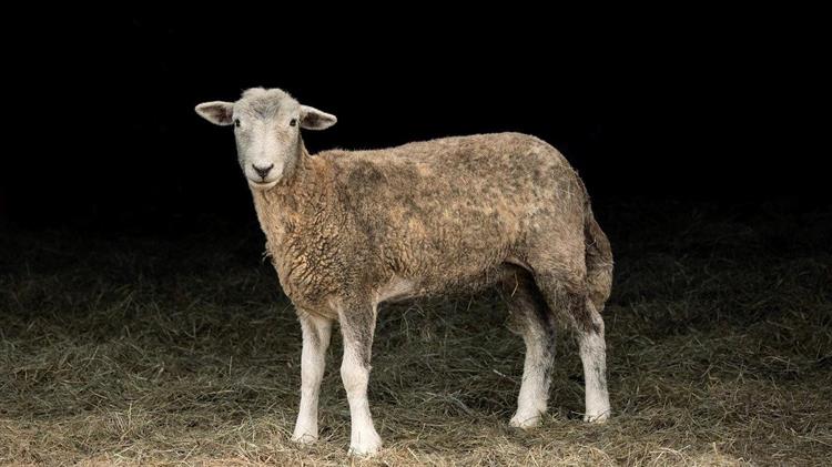 Ποιος κερδίζει από την ανασυγκρότηση της κτηνοτροφίας και γιατί η λύση περνά ξανά από μια τράπεζα