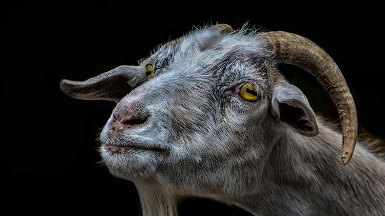 Όταν η βιοασφάλεια μένει στα χαρτιά, η ευλογιά γράφει τον λογαριασμό στα μαντριά