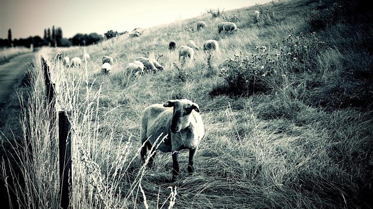 Κτηνοτροφία: Ο κλάδος που νόμιζε ότι άντεχε τα πάντα
