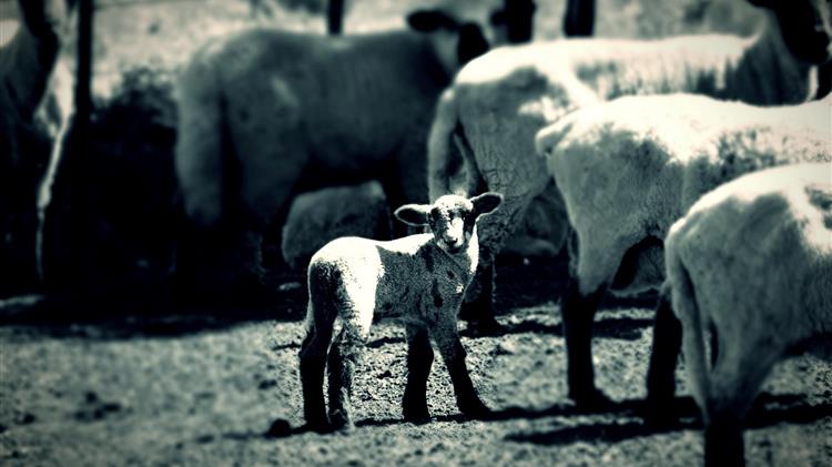 Μετά τον χειμώνα, η κτηνοτροφία περιμένει απαντήσεις