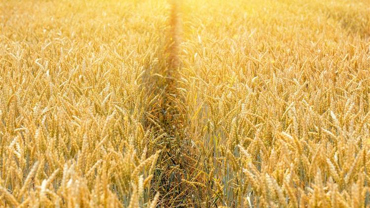 IGC: Ελαφρά μείωση στις προβλέψεις παγκόσμιας παραγωγής σιτηρών για το 2025-26