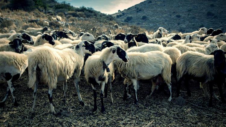 Βρυξέλλες: Καμπανάκι για την Ελλάδα μετά τον αφθώδη πυρετό, μπλόκο σε εξαγωγές και μαζικές θανατώσεις ζώων