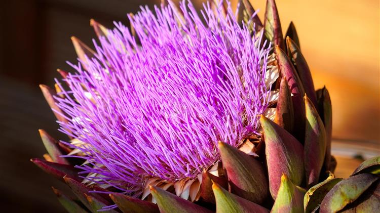 Αγριοαγκινάρα: Μια ανθεκτική καλλιέργεια με υψηλή απόδοση και χαμηλές εισροές