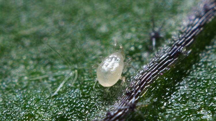 Όταν τα Eco-Schemes έχουν αποτέλεσμα: Η επιτυχημένη εγκατάσταση του Amblyseius andersoni στα εσπεριδοειδή