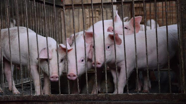 Η Κίνα εξάγει το μοντέλο της «κάθετης» χοιροτροφίας