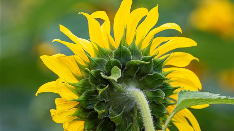 Σιτηρά σε τροχιά γεωπολιτικού ρίσκου, άνοδος τιμών με «ταβάνι» για τον παραγωγό