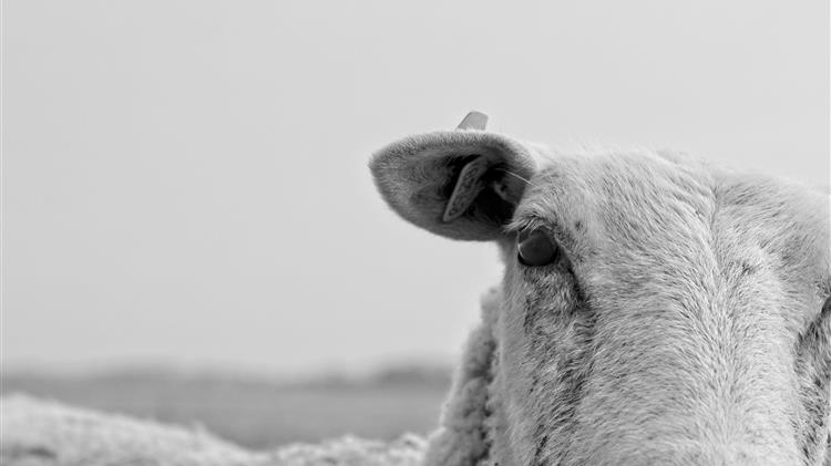 Αφθώδης πυρετός: Το νησί και τα αόρατα σύνορα του εμπορίου