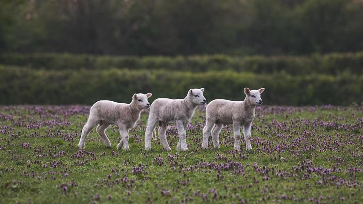 Κόκκαλης: Σε εκκρεμότητα η καταγραφή και αποζημίωση μολυσμένων ζωοτροφών σε μονάδες που επλήγησαν από την ευλογιά αιγοπροβάτων