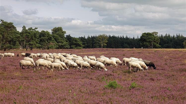 Αδιαφάνεια και πληρωμές σε μη κτηνοτρόφους
