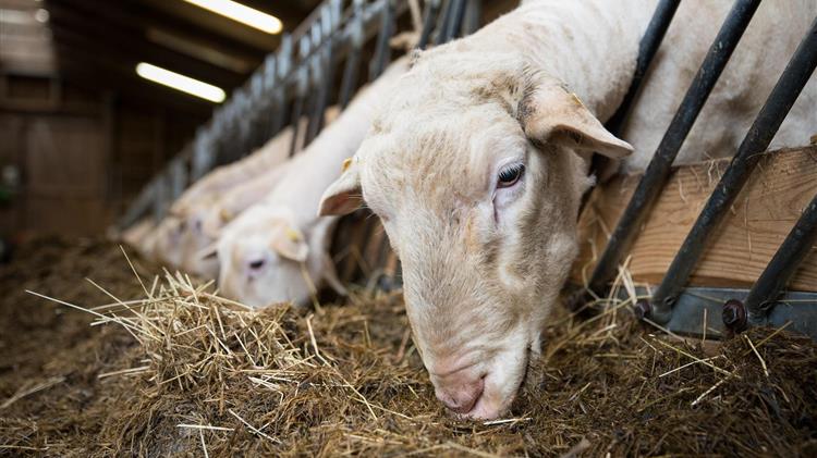 Στις 15 οι εκτροφές με αφθώδη πυρετό στη Λέσβο