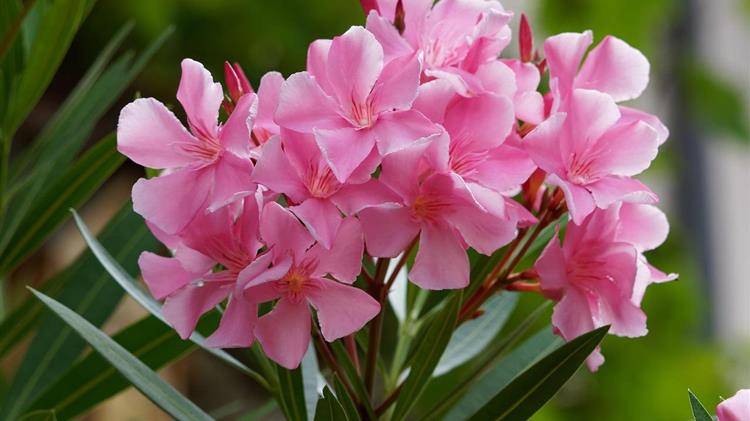 ΓΕΩΤΕΕ: Βεβιασμένη η οδηγία για οριζόντια απομάκρυνση της πικροδάφνης