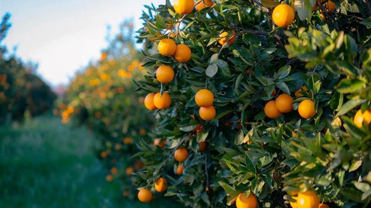 Οι Οινιάδες και τα Εσπεριδοειδή