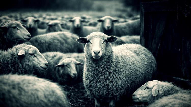 Πόσες ασθένειες προλαβαίνει μια καμπάνια των 2.000.000 ευρώ, πριν χαθούν τα ζώα