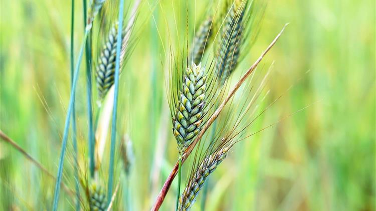 Αύξηση της εγχώριας παραγωγής σίτου σχεδιάζει η Αίγυπτος