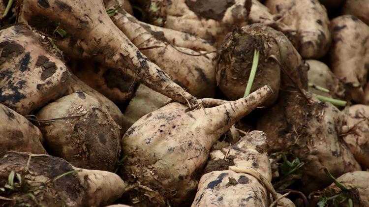 Έγκριση εισαγωγής γενετικά τροποποιημένων ζαχαρότευτλων από την ΕΕ