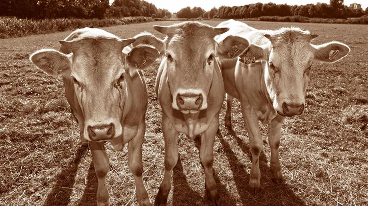 219 κρούσματα αφθώδους πυρετού σε βοοειδή σε βορειοδυτικές περιοχές της Κίνας