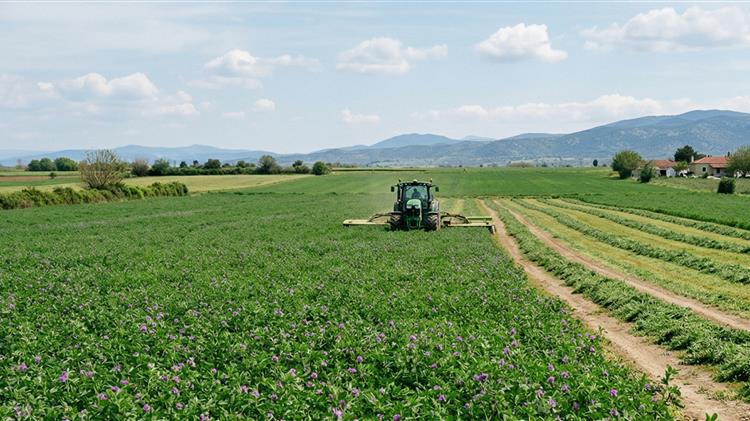 Κόκκαλης: Να στηριχθούν τώρα οι καλλιεργητές μηδικής πριν την οικονομική καταστροφή