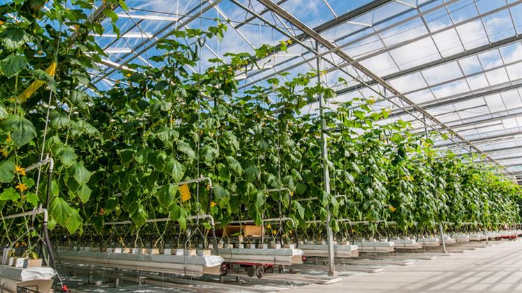 Verimark® 20 SC &Benevia® 10 OD: σύγχρονες λύσεις για τα κολοκυνθοειδή