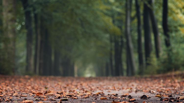 Η Γερμανία στο For Forest Group+: Ενίσχυση της Ευρωπαϊκής συνεργασίας για τα δάση