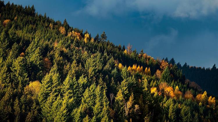 Αγρότες και βιομηχανία ζητούν αλλαγές στον κανονισμό κατά της αποψίλωσης των δασών