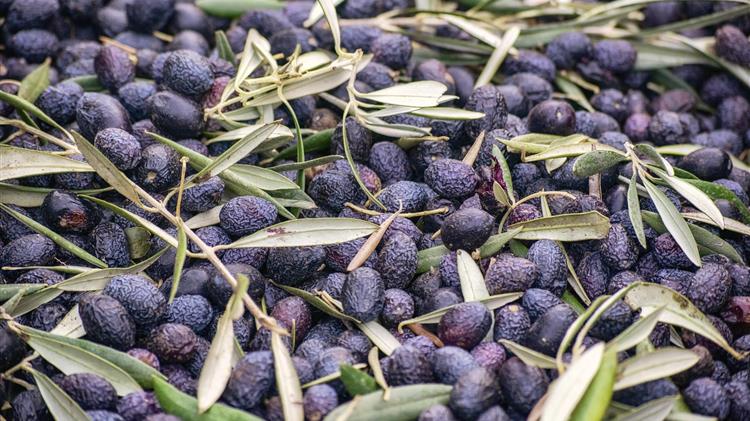 Υποχρεωτική η δήλωση συγκομιδής ελαιοκάρπου από 1η Οκτωβρίου 2026