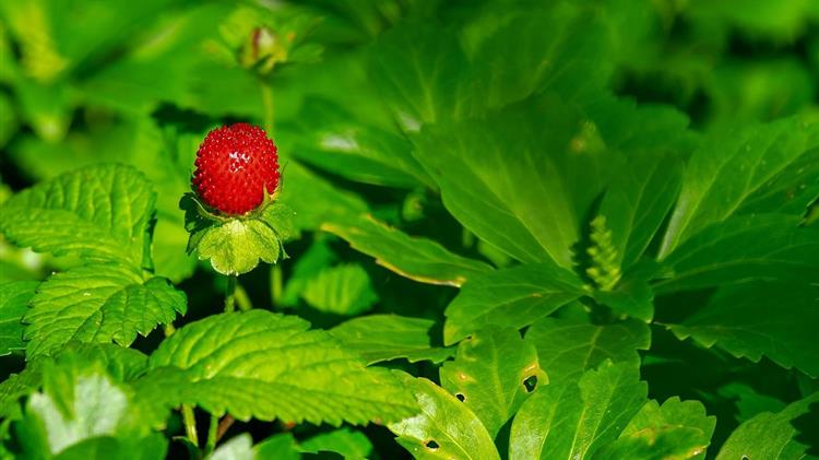 Ιταλία: «Πράσινο φως» για εξαγωγές φυτών φράουλας στη Βραζιλία